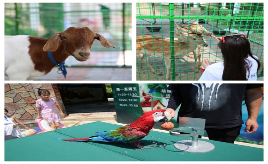 32.酒店公司“第二屆萌寵動(dòng)物園”活動(dòng)現(xiàn)場_副本.jpg